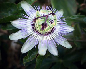 nelly kelly passionfruit